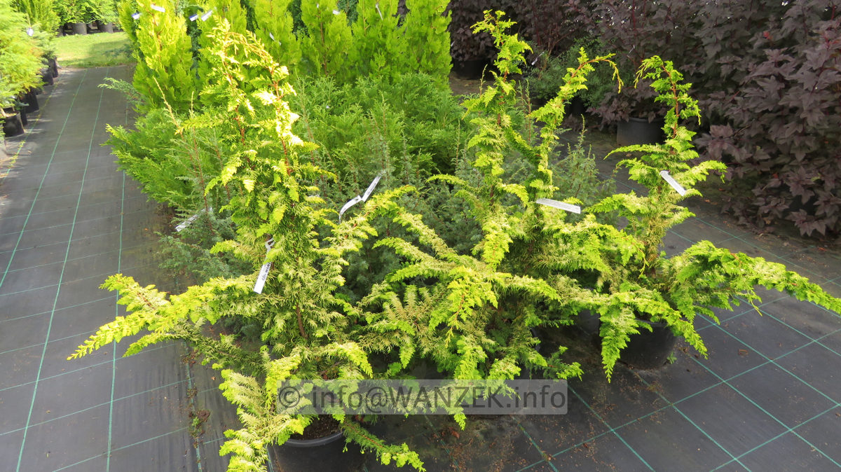 Chamaecyparis obtusa Rashahiba 1m 02.JPG